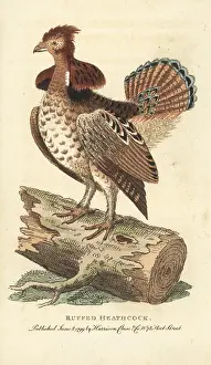 Ruffed: Ruffed grouse, Bonasa umbellus