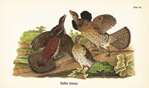 Sandpiper: Ruffed grouse, Bonasa umbellus