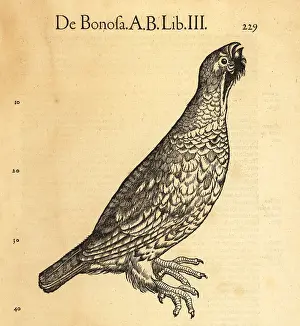 Xylograph: Ruffed grouse, Bonasa umbellus