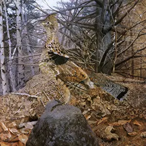 Thayer: Ruffed Grouse, Bonasa umbellus