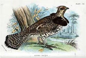 Ruffed: RUFFED GROUSEP-T. GROUSE