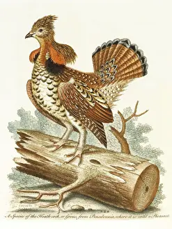 Ruffed: The ruffed heathcock or grouse