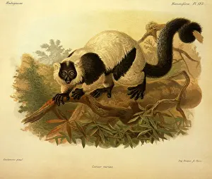 Apes: Ruffed Lemur, Lemur variegatus