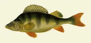 Ruffle: Ruffle, Gymnocephalus cernus