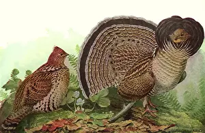 Grouse: Ruffled Grouse