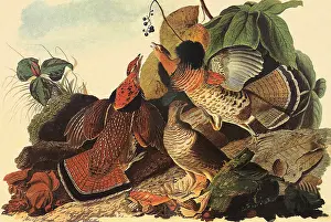 Grouse: Ruffled Grouse, Bonasa umbellus