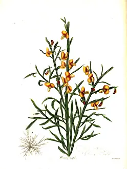 Maund: Rufous bossiaea, Bossiaea rufa