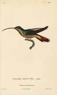 Colibri: Rufous-breasted hermit, Glaucis hirsutus. Adult male
