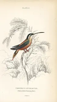 Trochilus: Rufous-breasted hermit, Glaucis hirsutus