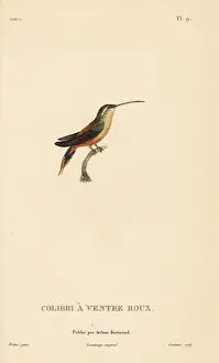 Colibri: Rufous-breasted hermit, Glaucis hirsutus (Trochilus