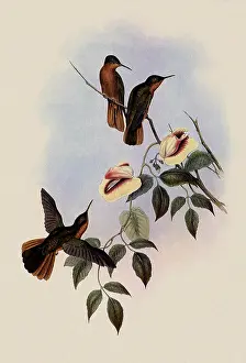 Campylopterus: Rufous-Breasted Sabre-Wing, Campylopterus Hyperythrus