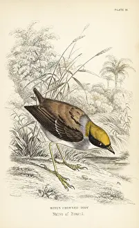 Lizars: Rufous-crowned tody-flycatcher, Poecilotriccus ruficeps