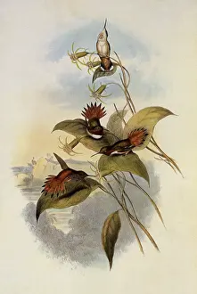 Rufous: Rufous Flame-Bearer, Selasphorus Rufus