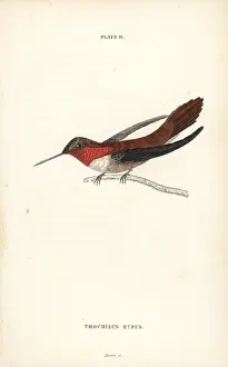 Rufous: Rufous hummingbird, Selasphorus rufus