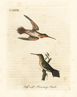 Rufous: Rufous hummingbird, Selasphorus rufus