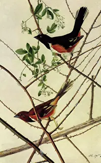 Blackberry: Rufous-sided Towhees