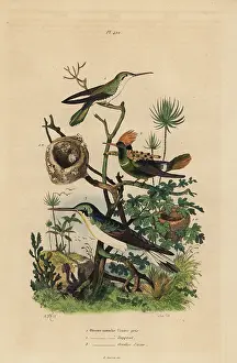 Coquette: Rufous tailed hummingbird, tufted coquette