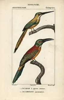 Aureus: Rufous-tailed jacamar, Galbula ruficauda, and