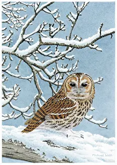 Rufous: Rufous Tawny Owl