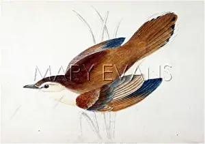 Rufous: RUFOUS WARBLER (MORRIS)