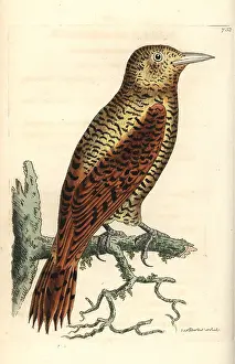 Rufous: Rufous woodpecker, Micropternus brachyurus