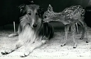Bambi: Rugby - Soccer