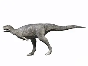 Primus: Rugops primus, Late Cretaceous of Niger