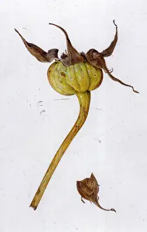 Helga Crouch: Rugosa rose hips