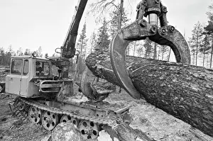 Skids: Rugozero Timber Industry Enterprise