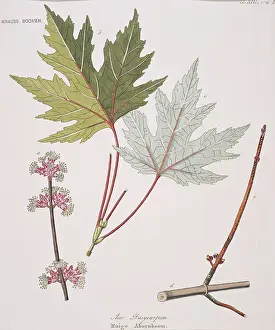 Palmate: Ruige ahornboom, acer