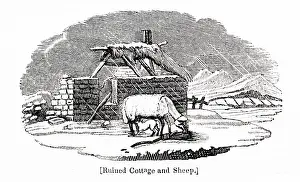Starving: Ruined cottage, sheep and lamb, by Thomas Bewick