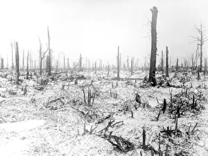Stumps: Ruined trees in winter, WW1