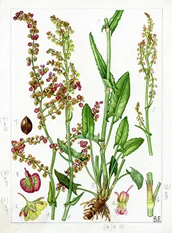 Stipule: Rumex acetosa - common sorrel