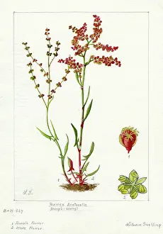 Snelling: Rumex acetosella - sheep's sorrel