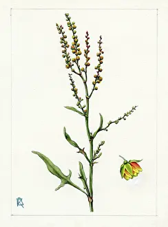 Dora: Rumex acetosella - sheep's sorrel