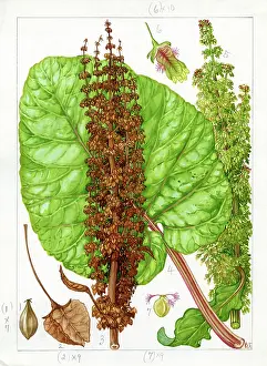 Rhubarb: Rumex alpinus - monk's rhubarb