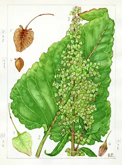 Lomond: Rumex aquaticus - Scottish dock
