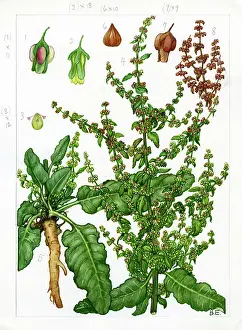 Clustered: Rumex conglomeratus - clustered dock