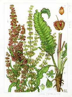 Curled: Rumex crispus - curled dock
