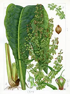 Arundel: Rumex hydrolapathum - water dock