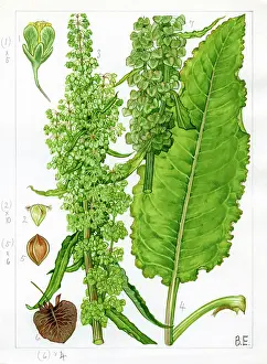 Rumex: Rumex longifolius - northern dock