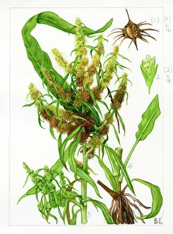 Ockenden: Rumex maritimus - golden dock