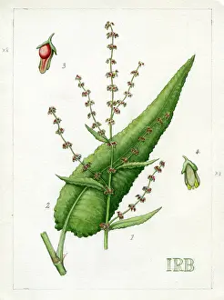 Isobel: Rumex nemorosus