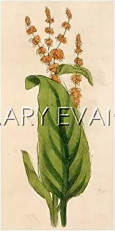 Rumex: RUMEX OBTUSIFOLEUS