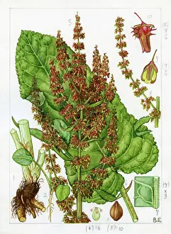 Veins: Rumex obtusifolius - broad-leaved dock