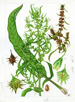 Perianth: Rumex palustris - marsh dock