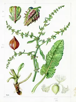 Gwen: Rumex pulcher - fiddle dock