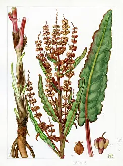 Burrows: Rumex rupestris - shore dock