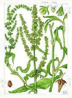 Fruiting: Rumex triangulivalvis - white dock