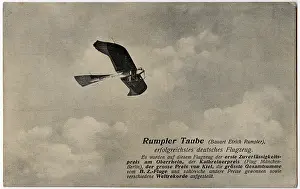 Exaggerated: RUMPLER TAUBE
